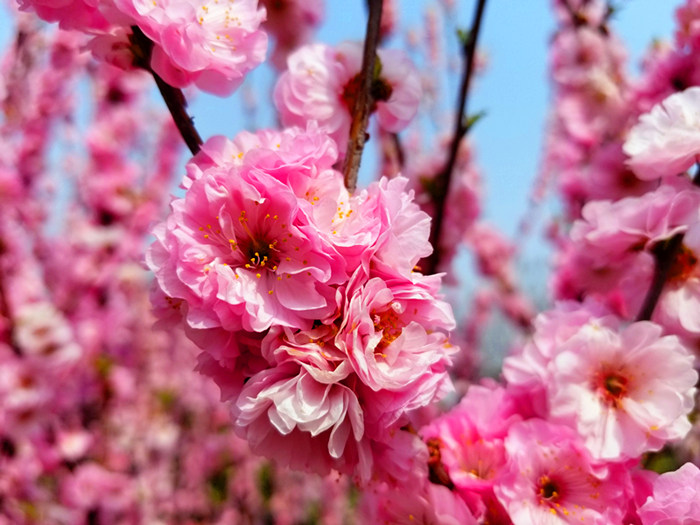 低从密密开，花繁满枝丫