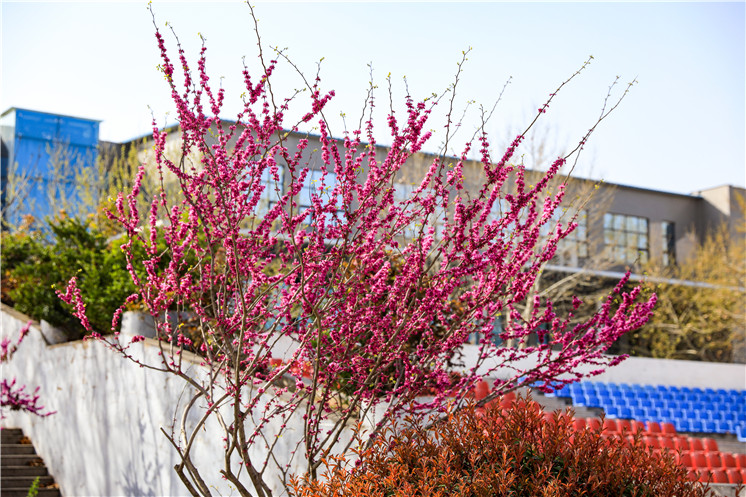 花攒锦簇