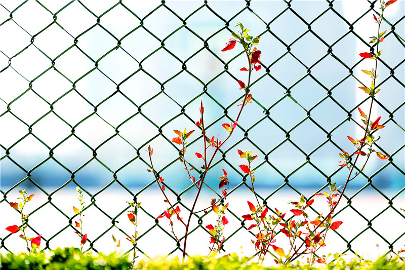 秋来，花开