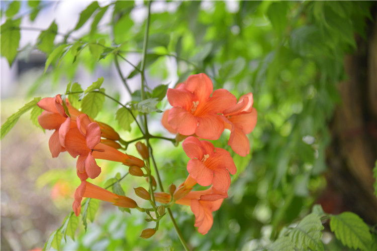 凌霄花开