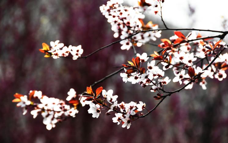 春暖花开