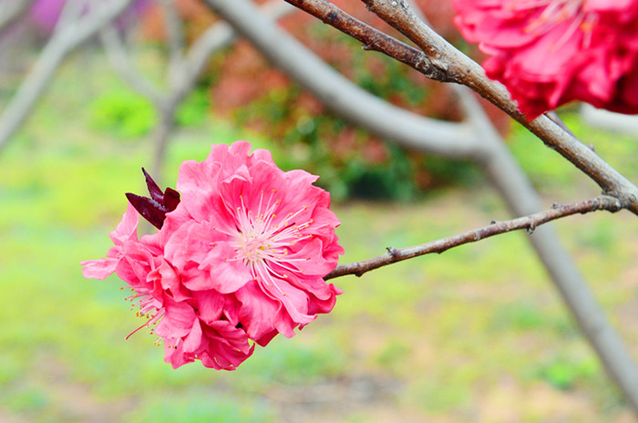 花香引蝶来