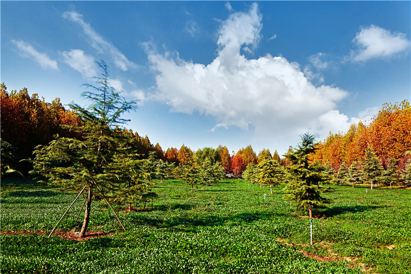 花园美景