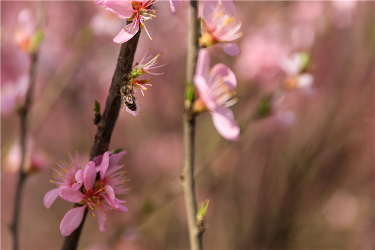 春暖花开