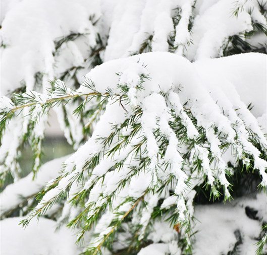 大雪压青松