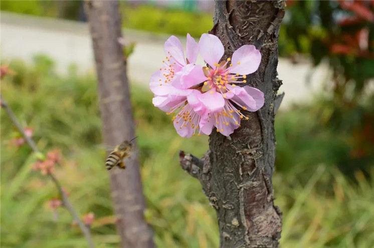 蜂蝶飞舞