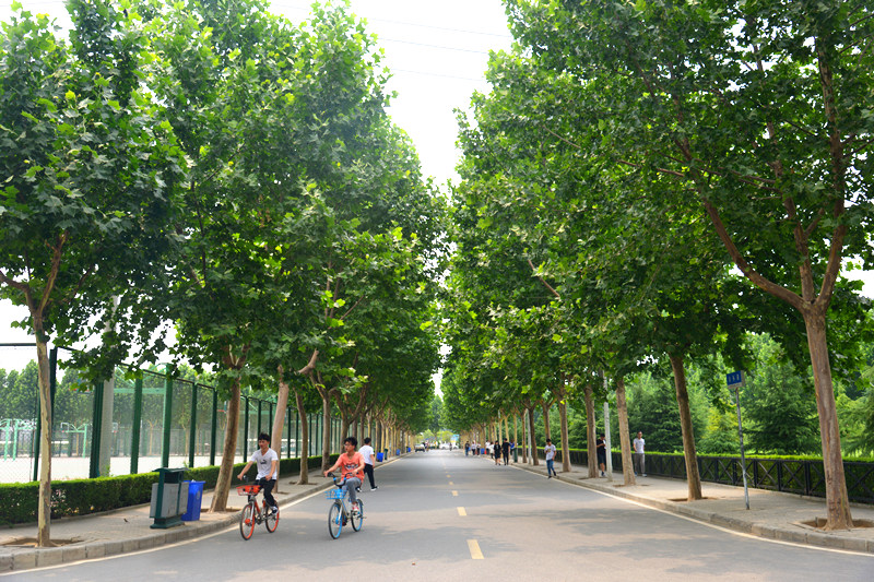 校园林荫路