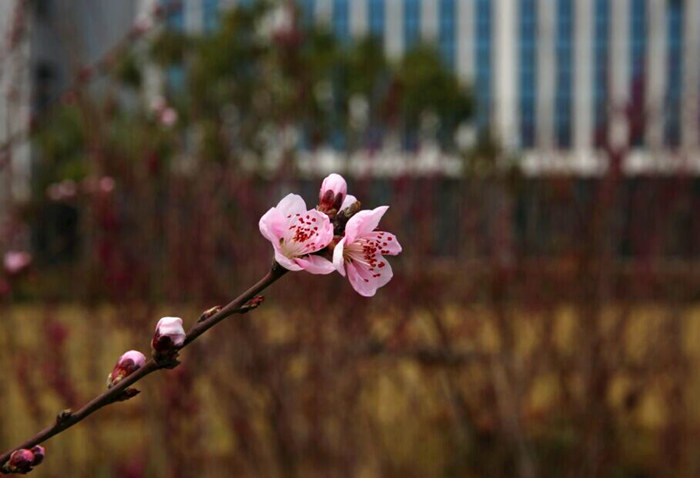 草树知春不久归，百般红紫斗芳菲